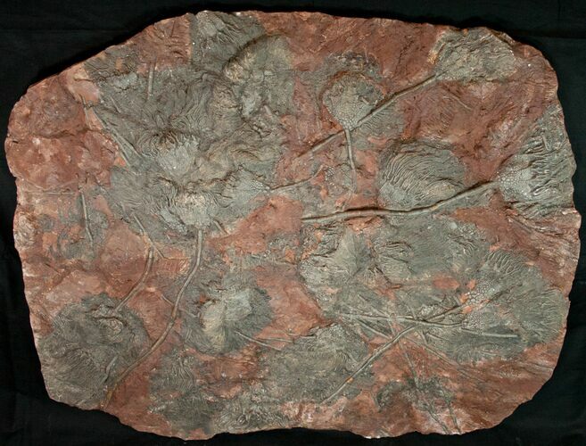 Huge x Scyphocrinites Crinoid Plate - Morocco #10467